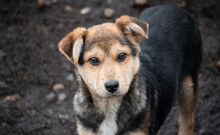 SHANKAR, Hund, Mischlingshund in Rumänien - Bild 23