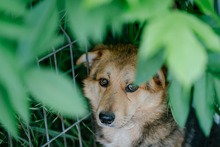 SHANKAR, Hund, Mischlingshund in Rumänien - Bild 3