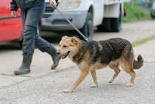 SHANKAR, Hund, Mischlingshund in Rumänien - Bild 5