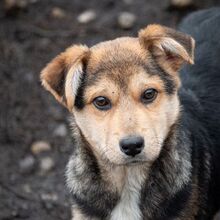 SHANKAR, Hund, Mischlingshund in Rumänien - Bild 7