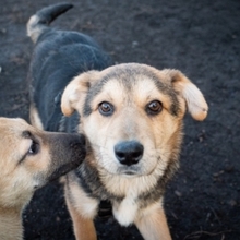 SHANKAR, Hund, Mischlingshund in Rumänien - Bild 8