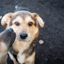 SHANKAR, Hund, Mischlingshund in Rumänien - Bild 9