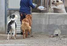 ELIOT, Hund, Herdenschutzhund-Mix in Spanien - Bild 10