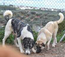 ELIOT, Hund, Herdenschutzhund-Mix in Spanien - Bild 11