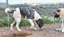 ELIOT, Hund, Herdenschutzhund-Mix in Spanien - Bild 12