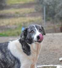 ELIOT, Hund, Herdenschutzhund-Mix in Spanien - Bild 14