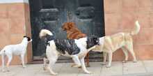 ELIOT, Hund, Herdenschutzhund-Mix in Spanien - Bild 16