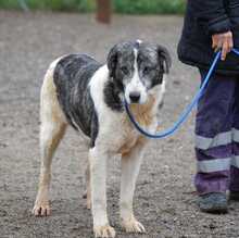 ELIOT, Hund, Herdenschutzhund-Mix in Spanien - Bild 17