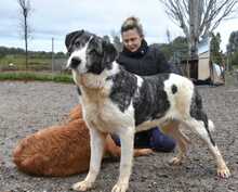 ELIOT, Hund, Herdenschutzhund-Mix in Spanien - Bild 18