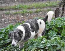 ELIOT, Hund, Herdenschutzhund-Mix in Spanien - Bild 21