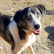 ELIOT, Hund, Herdenschutzhund-Mix in Spanien - Bild 22