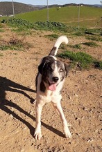 ELIOT, Hund, Herdenschutzhund-Mix in Spanien - Bild 26