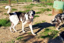 ELIOT, Hund, Herdenschutzhund-Mix in Spanien - Bild 27