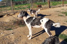 ELIOT, Hund, Herdenschutzhund-Mix in Spanien - Bild 28