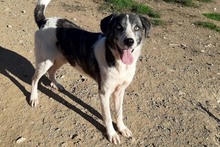 ELIOT, Hund, Herdenschutzhund-Mix in Spanien - Bild 30