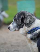 ELIOT, Hund, Herdenschutzhund-Mix in Spanien - Bild 5