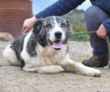 ELIOT, Hund, Herdenschutzhund-Mix in Spanien - Bild 8