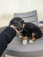 FLIPPER, Hund, Mischlingshund in Bosnien und Herzegowina