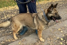 NORAN4, Hund, Mischlingshund in Slowakische Republik - Bild 4