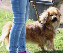 ROBY, Hund, Mischlingshund in Overath - Bild 3