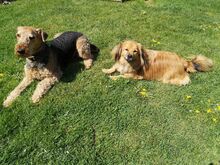 ROBY, Hund, Mischlingshund in Overath - Bild 4