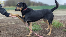 LANET, Hund, Mischlingshund in Slowakische Republik - Bild 3