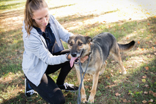 NINOV, Hund, Mischlingshund in Kroatien - Bild 6