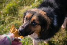 NAMIRA, Hund, Mischlingshund in Kroatien - Bild 6