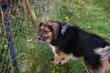 NAMIRA, Hund, Mischlingshund in Kroatien - Bild 7