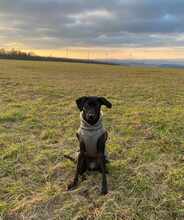 LUNA, Hund, Mischlingshund in Troisdorf - Bild 4