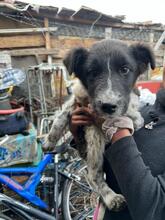 ELINO, Hund, Mischlingshund in Bulgarien