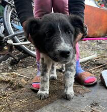 ELINO, Hund, Mischlingshund in Bulgarien - Bild 2