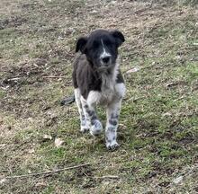 ELINO, Hund, Mischlingshund in Bulgarien - Bild 3