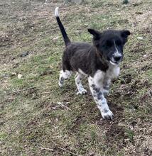 ELINO, Hund, Mischlingshund in Bulgarien - Bild 4