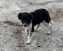 ELIAH, Hund, Mischlingshund in Bulgarien