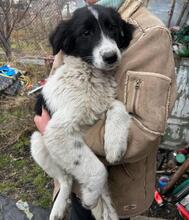 ELLIS, Hund, Mischlingshund in Bulgarien