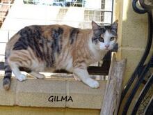 GILMA, Katze, Europäisch Kurzhaar in Spanien - Bild 2