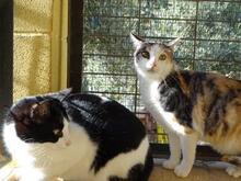 GILMA, Katze, Europäisch Kurzhaar in Spanien - Bild 4