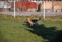 MARTY, Hund, Mischlingshund in Kroatien - Bild 2