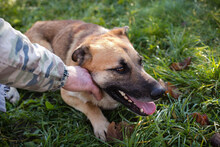 MARTY, Hund, Mischlingshund in Kroatien - Bild 3