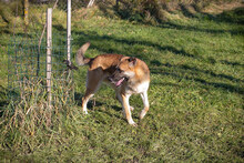 MARTY, Hund, Mischlingshund in Kroatien - Bild 5