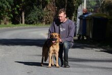 TEO4, Hund, Deutscher Schäferhund-Mix in Ungarn - Bild 1