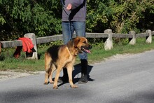 TEO4, Hund, Deutscher Schäferhund-Mix in Ungarn - Bild 2