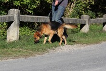 TEO4, Hund, Deutscher Schäferhund-Mix in Ungarn - Bild 3