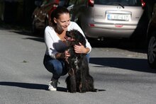 NORI2, Hund, Mischlingshund in Ungarn - Bild 2