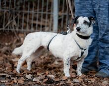 SPOTTY, CA. 6 JAHRE, Hund, Mischlingshund in Wuppertal