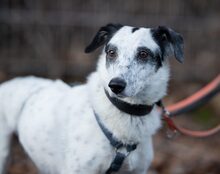 SPOTTY, Hund, Mischlingshund in Mossautal - Bild 2