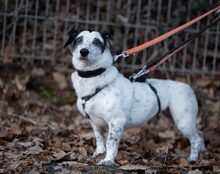 SPOTTY, Hund, Mischlingshund in Mossautal - Bild 3