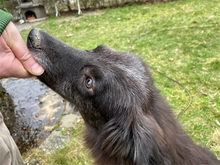 MAYLI, Hund, Mischlingshund in Lehrberg - Bild 7