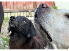 MAYLI, Hund, Mischlingshund in Lehrberg - Bild 9